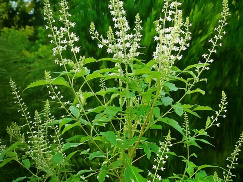 सिर से लेकर पांव तक की समस्याओं के लिए काल है ये औषधीय पौधा, जानें कैसे करना है इस्तेमाल