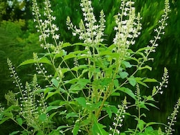 सिर से लेकर पांव तक की समस्याओं के लिए काल है ये औषधीय पौधा, जानें कैसे करना है इस्तेमाल