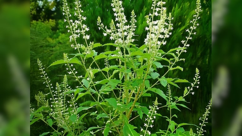 सिर से लेकर पांव तक की समस्याओं के लिए काल है ये औषधीय पौधा, जानें कैसे करना है इस्तेमाल सिर से लेकर पांव तक की समस्याओं के लिए काल है ये औषधीय पौधा, जानें कैसे करना है इस्तेमाल