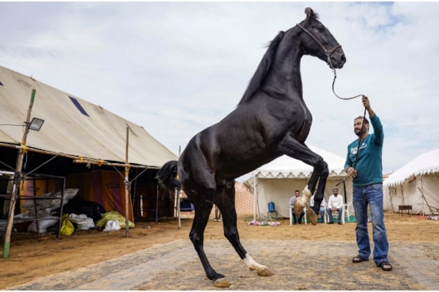 आज ध्वजारोहण के साथ होगा पुष्कर मेला 2025 का शुभारंभ, घोड़े और ऊंट करेंगे नृत्‍य