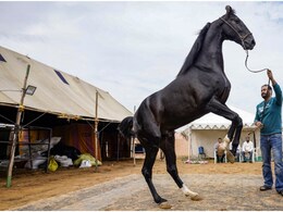 Pushkar Mela 2025: आज ध्वजारोहण के साथ होगा पुष्कर मेला 2025 का शुभारंभ, घोड़े और ऊंट करेंगे नृत्य Pushkar Mela 2025: आज ध्वजारोहण के साथ होगा पुष्कर मेला 2025 का शुभारंभ, घोड़े और ऊंट करेंगे नृत्य