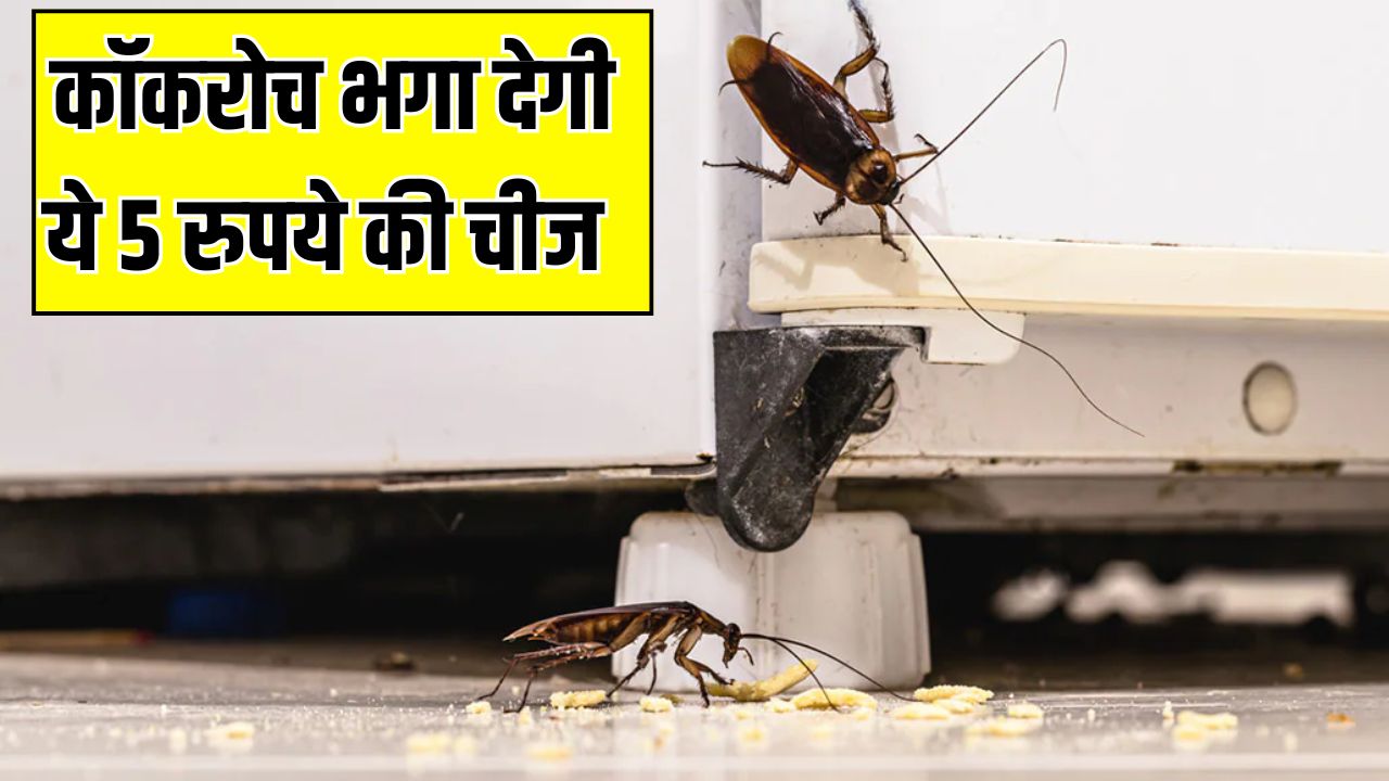 कॉकरोच भगा देगी घर में पड़ी 5 रुपये की चीज, तिलचट्टे को मारने के लिए आजमा लें ये घरेलू उपाय