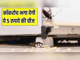 कॉकरोच भगा देगी घर में पड़ी 5 रुपये की चीज, तिलचट्टे को मारने के लिए आजमा लें ये घरेलू उपाय कॉकरोच भगा देगी घर में पड़ी 5 रुपये की चीज, तिलचट्टे को मारने के लिए आजमा लें ये घरेलू उपाय