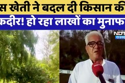 Amla Cultivation: आंवला की खेती ने किसान की बदल दी तकदीर!  | Viral Video | Rajasthan Top News Amla Cultivation: आंवला की खेती ने किसान की बदल दी तकदीर!  | Viral Video | Rajasthan Top News