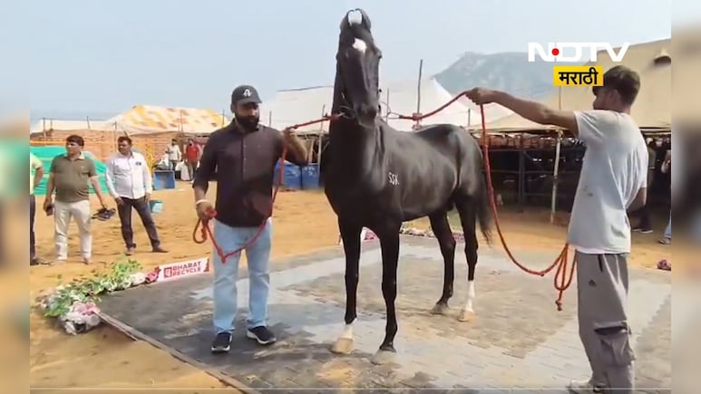 Pushkar mela 2025: मर्सिडीज, रोल्स रॉयल्स पेक्षा ही महागडा आहे 'हा' घोडा, किंमत ऐकून थक्क व्हाल Pushkar mela 2025: मर्सिडीज, रोल्स रॉयल्स पेक्षा ही महागडा आहे 'हा' घोडा, किंमत ऐकून थक्क व्हाल