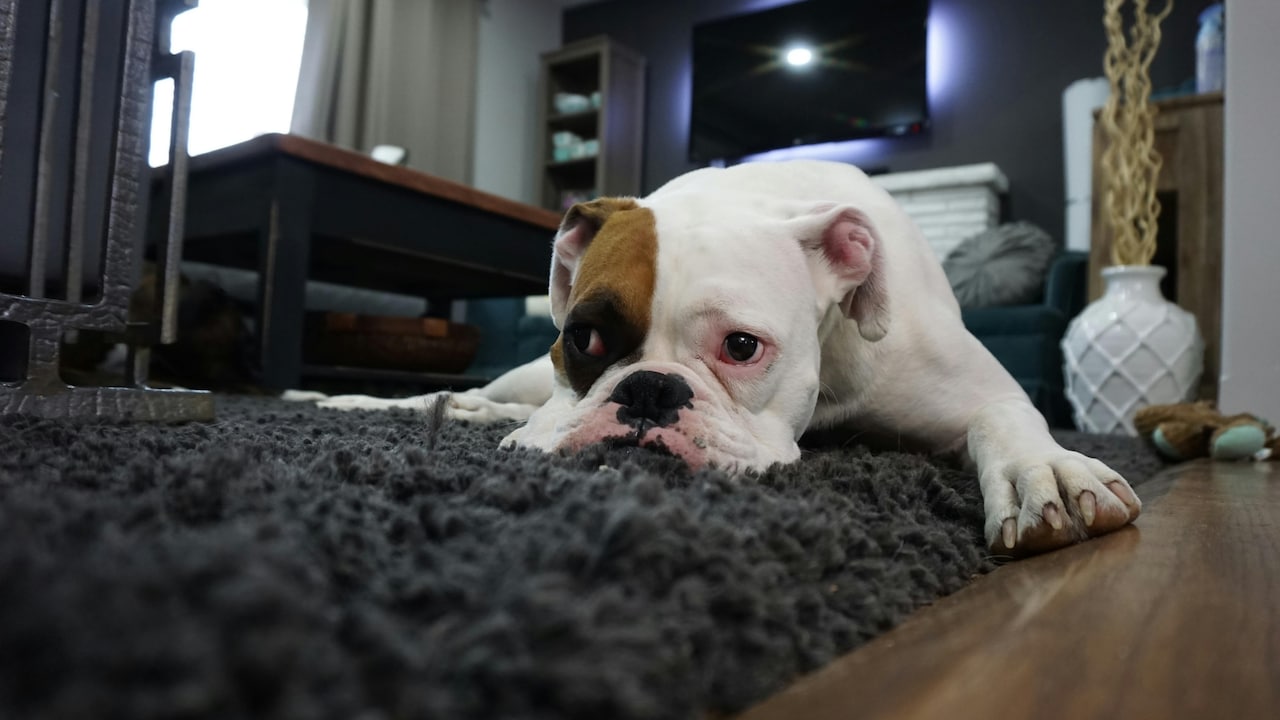 How To Choose Carpet Flooring That Uplift Any Room's Look Instantly | 10 Pro Tips