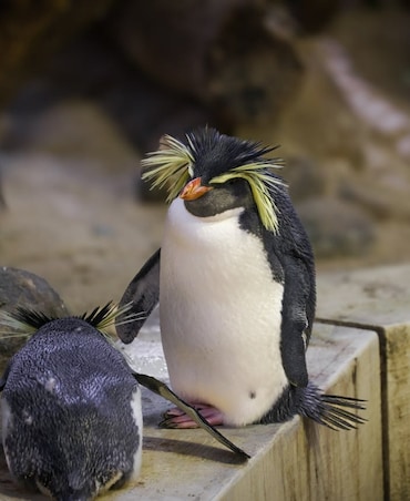 Interesting Facts About Macaroni Penguins