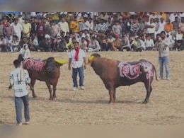 उज्जैन में दीपावली के बाद पाड़े लड़ाने की अनूठी परंपरा, डाइट में लेते हैं घी-दूध, काजू-बादाम और देशी अंडे उज्जैन में दीपावली के बाद पाड़े लड़ाने की अनूठी परंपरा, डाइट में लेते हैं घी-दूध, काजू-बादाम और देशी अंडे