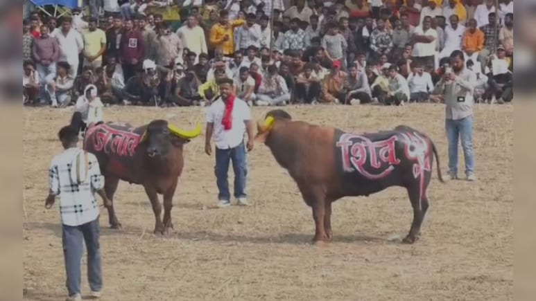 उज्जैन में दीपावली के बाद पाड़े लड़ाने की अनूठी परंपरा, डाइट में लेते हैं घी-दूध, काजू-बादाम और देशी अंडे उज्जैन में दीपावली के बाद पाड़े लड़ाने की अनूठी परंपरा, डाइट में लेते हैं घी-दूध, काजू-बादाम और देशी अंडे