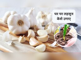 Garlic Plant At Home: घर पर ही लहसुन कैसे उगाएं? ये है आसान तरीका