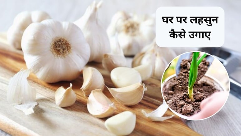 Garlic Plant At Home: घर पर ही लहसुन कैसे उगाएं? ये है आसान तरीका Garlic Plant At Home: घर पर ही लहसुन कैसे उगाएं? ये है आसान तरीका