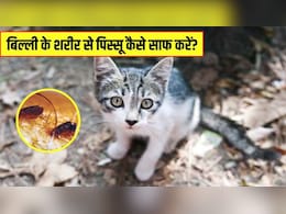 बिल्ली के पिस्सू का सबसे अच्छा इलाज क्या है? डॉक्टर ने बताया एक नुस्खे से मिल जाएगा पूरी तरह छुटकारा बिल्ली के पिस्सू का सबसे अच्छा इलाज क्या है? डॉक्टर ने बताया एक नुस्खे से मिल जाएगा पूरी तरह छुटकारा