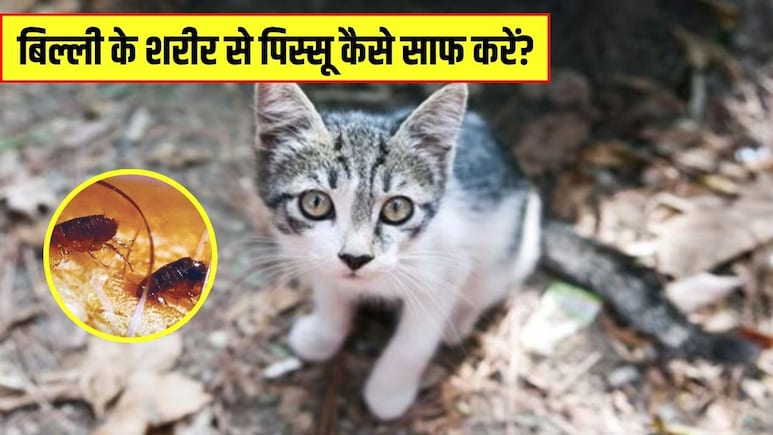 बिल्ली के पिस्सू का सबसे अच्छा इलाज क्या है? डॉक्टर ने बताया एक नुस्खे से मिल जाएगा पूरी तरह छुटकारा बिल्ली के पिस्सू का सबसे अच्छा इलाज क्या है? डॉक्टर ने बताया एक नुस्खे से मिल जाएगा पूरी तरह छुटकारा