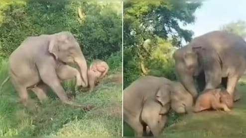 ढलान पर फंसे बच्चे का मां ने यूं किया रेस्क्यू, नन्हे हाथी का यह वीडियो देख लोग बोले- कितनी प्यारी फैमिली है