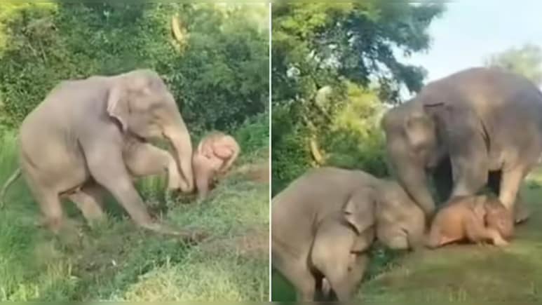 ढलान पर फंसे बच्चे का मां ने यूं किया रेस्क्यू, नन्हे हाथी का यह वीडियो देख लोग बोले- कितनी प्यारी फैमिली है ढलान पर फंसे बच्चे का मां ने यूं किया रेस्क्यू, नन्हे हाथी का यह वीडियो देख लोग बोले- कितनी प्यारी फैमिली है