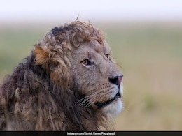 Lion With Rare Curly Mane Takes Internet By Storm: "Handsome Boy In The Wild" Lion With Rare Curly Mane Takes Internet By Storm: "Handsome Boy In The Wild"
