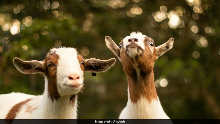 From Yoga Mats To Goat Snacks: Employee's Wellness Hack Delights Boss From Yoga Mats To Goat Snacks: Employee's Wellness Hack Delights Boss