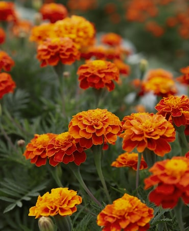 7 Amazing Tips To Use Marigold Flowers