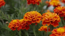 Can Genda Phool Be the Next Big Protein Source? New Study Shows Promise