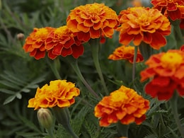 Can Genda Phool Be the Next Big Protein Source? New Study On Marigold Says Yes