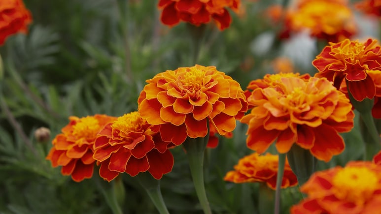 Can Genda Phool Be the Next Big Protein Source? New Study On Marigold Says Yes