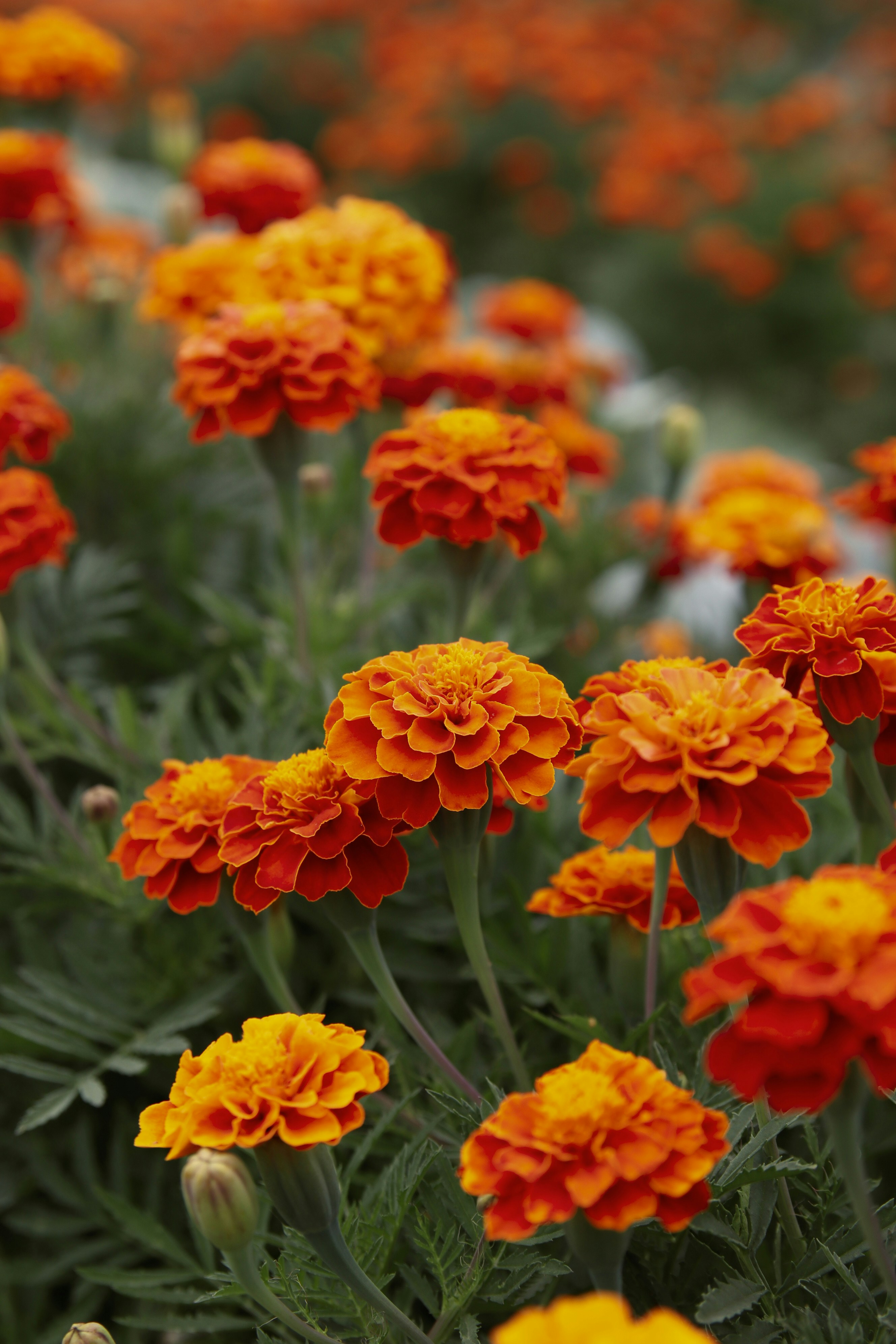 Marigold extract could be used as a sustainable protein source