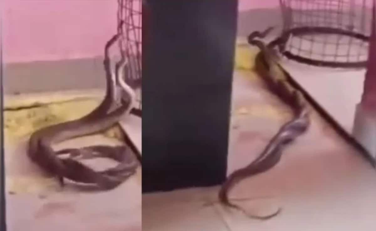 Latest and Breaking News on NDTV