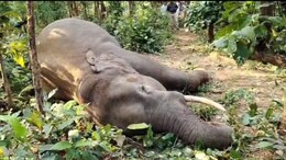 Elephant Death: छत्तीसगढ़ में फिर एक हाथी की मौत, यहां 2 वर्ष में आधा दर्जन से ज्यादा गजराजों ने गंवाई जान