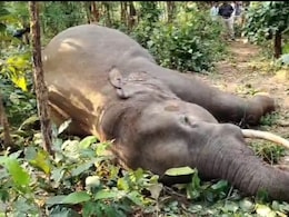 Elephant Death: छत्तीसगढ़ में फिर एक हाथी की मौत, यहां 2 वर्ष में आधा दर्जन से ज्यादा गजराजों ने गंवाई जान Elephant Death: छत्तीसगढ़ में फिर एक हाथी की मौत, यहां 2 वर्ष में आधा दर्जन से ज्यादा गजराजों ने गंवाई जान