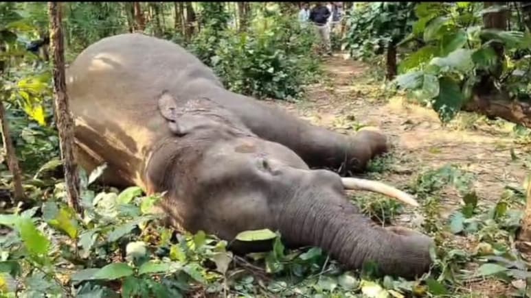 Elephant Death: छत्तीसगढ़ में फिर एक हाथी मौत, यहां 2 वर्ष में आधा दर्जन से ज्यादा गजराजों ने गंवाई जान Elephant Death: छत्तीसगढ़ में फिर एक हाथी मौत, यहां 2 वर्ष में आधा दर्जन से ज्यादा गजराजों ने गंवाई जान
