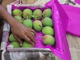 Navi Mumbai News: हापूस आला! पहिल्यांदाच घडलं, लक्ष्मीपूजनाच्या दिवशीच आंबा वाशी मार्केटमध्ये दाखल Navi Mumbai News: हापूस आला! पहिल्यांदाच घडलं, लक्ष्मीपूजनाच्या दिवशीच आंबा वाशी मार्केटमध्ये दाखल