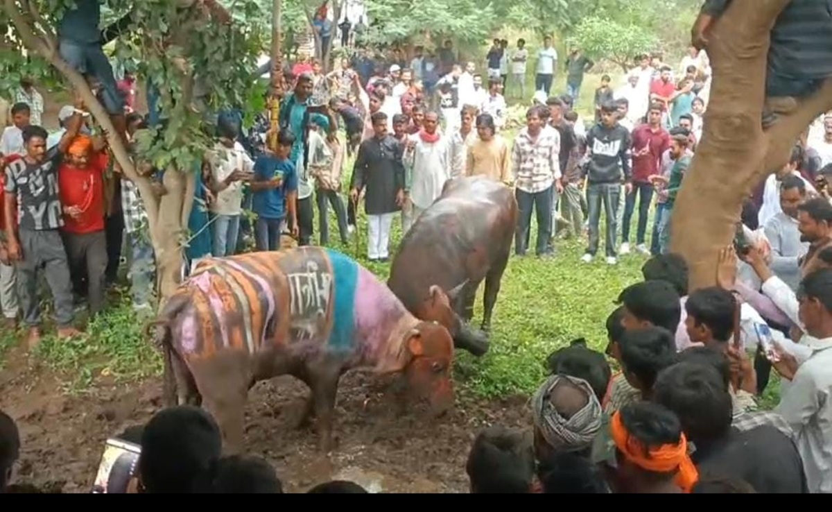 Pado Ki Ladai: 85 साल पुरानी परंपरा; पाड़ों की लड़ाई में 'भोला किंग' व 'दोहरा सरदार' का दिखा जलवा