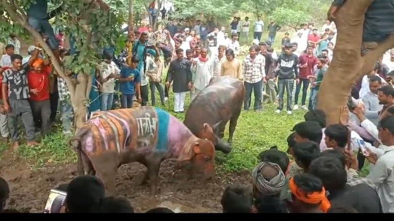 Pado Ki Ladai: 85 साल पुरानी परंपरा; पाड़ों की लड़ाई में 'भोला किंग' व 'दोहरा सरदार' का दिखा जलवा Pado Ki Ladai: 85 साल पुरानी परंपरा; पाड़ों की लड़ाई में 'भोला किंग' व 'दोहरा सरदार' का दिखा जलवा