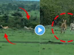 हरणाचा वेग पाहून चित्त्यालाही घाम फुटला..हवेत एकच झडप अन् खेळ खल्लास..शेवटी कोण जिंकलं? थक्क करणारा Video