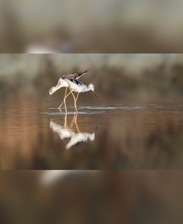 Top Places In India To See Winter Migratory Birds