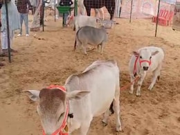Rajasthan: पुष्कर मेले में 28 इंच की छोटे कद की गाय बनी चर्चा का विषय, जयपुर के युवा पशुपालक की स्टॉल आकर्षण का केंद्र Rajasthan: पुष्कर मेले में 28 इंच की छोटे कद की गाय बनी चर्चा का विषय, जयपुर के युवा पशुपालक की स्टॉल आकर्षण का केंद्र