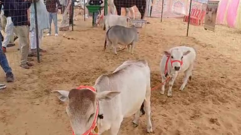 Rajasthan: पुष्कर मेले में 28 इंच की छोटे कद की गाय बनी चर्चा का विषय, जयपुर के युवा पशुपालक की स्टॉल आकर्षण का केंद्र Rajasthan: पुष्कर मेले में 28 इंच की छोटे कद की गाय बनी चर्चा का विषय, जयपुर के युवा पशुपालक की स्टॉल आकर्षण का केंद्र