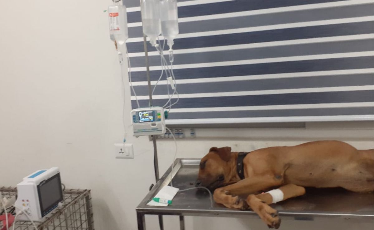 Heroic Pet Dog Rocky Defeats Deadly Cobra to Protect Owner in Kerala Home