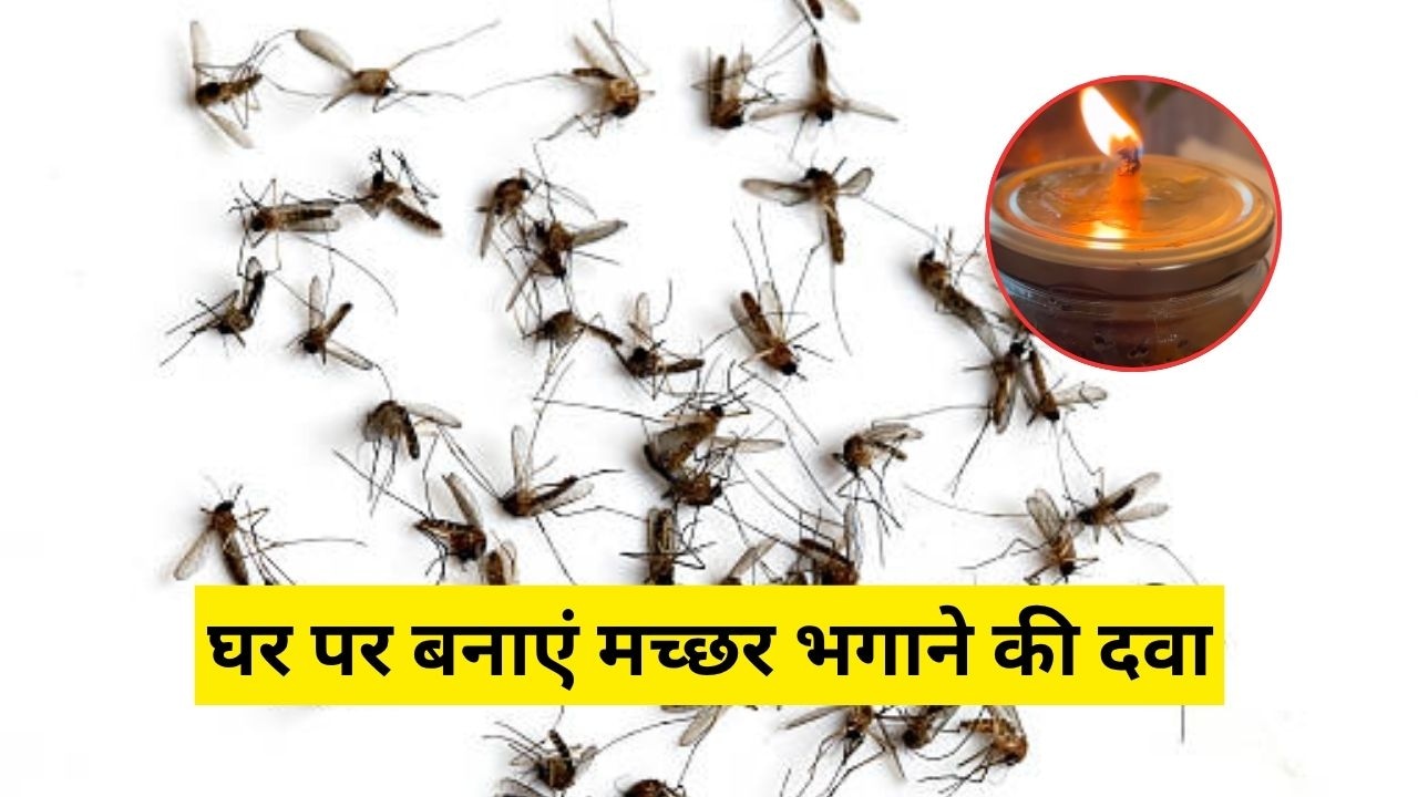 मच्छर किस गंध से नफरत करते हैं? इन 3 चीजों से 5 म‍िनट में तैयार करें मॉस्‍क‍िटो क‍िलर स्‍प्रे और लोशन
