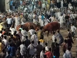 राजसमंद में गोपाष्टमी पर पाड़ों-बिजारों की रोमांचक भिड़ंत, सदियों पुरानी परंपरा को देखने उमड़ेंगे लोग