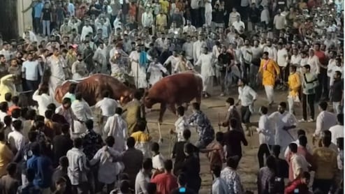 राजसमंद में गोपाष्टमी पर पाड़ों-बिजारों की रोमांचक भिड़ंत, सदियों पुरानी परंपरा को देखने उमड़ेंगे लोग