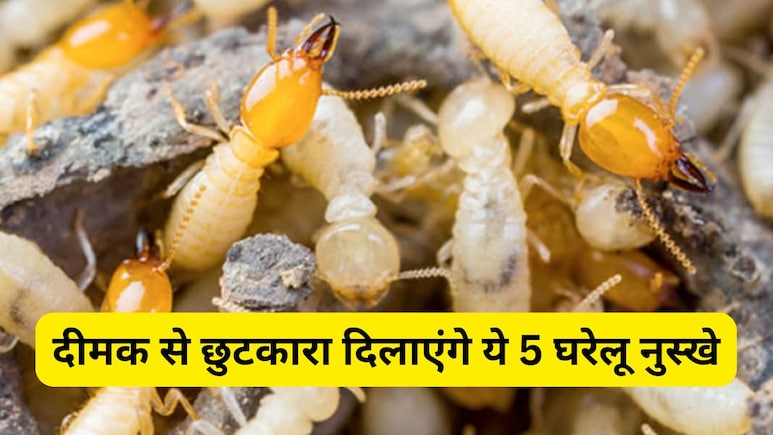 दीमक से छुटकारा पाने के लिए आज ही अपना लें ये 5 घरेलू नुस्खे, खराब होने से बच जाएगा लाखों का फर्नीचर दीमक से छुटकारा पाने के लिए आज ही अपना लें ये 5 घरेलू नुस्खे, खराब होने से बच जाएगा लाखों का फर्नीचर