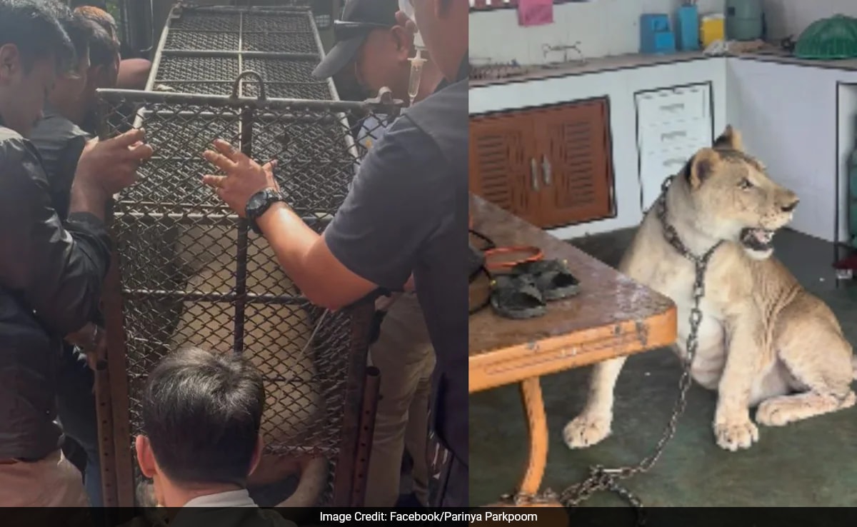 TikTok Influencer's Pet Lioness Escapes, Mauls Two In Thailand Village