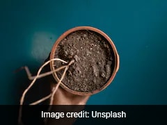 Woman Tries To Return Dead Plant After 6 Months, Calls It "Defective", Internet Reacts