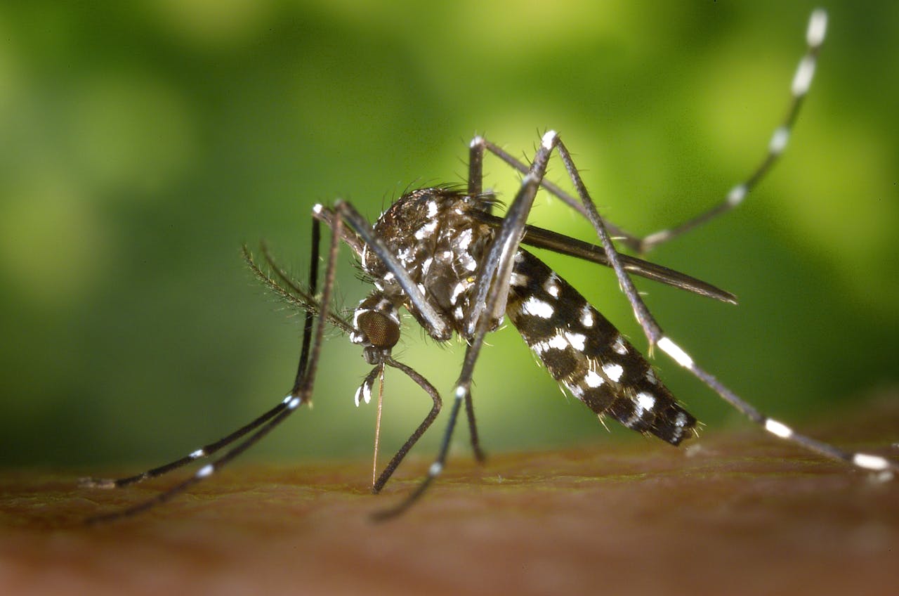 Haryana Updates Dengue Regulations: The Risk Is Year-Round, Warns Doctor