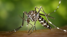 Chennai Records Surge In Fever And Dengue Cases, Doctors Urge Caution