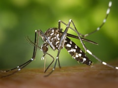 Dengue Cases Continue To Rise In Parts Of Delhi NCR Despite Monsoon End