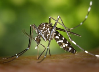 Murshidabad, Kolkata And North 24 Parganas Lead Dengue Cases Surge In Bengal