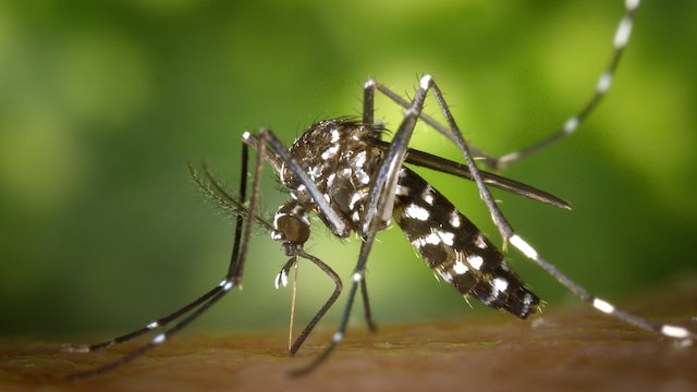 Recent alerts indicate that vector-borne disease transmission in Delhi NCR remains dynamic