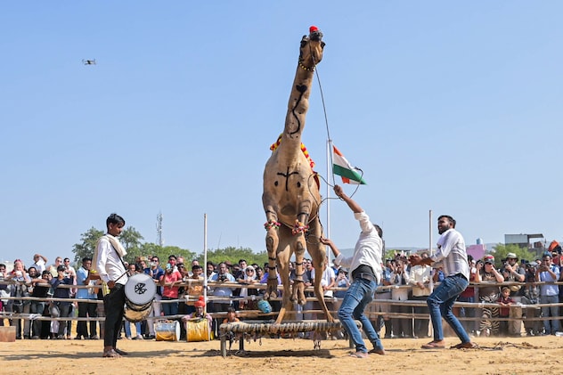 पुष्कर मेले के दौरान ऊंट का प्रदर्शन. (फाइल फोटो) पुष्कर मेले के दौरान ऊंट का प्रदर्शन. (फाइल फोटो)